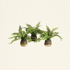 Faux Boston Fern Drop-In