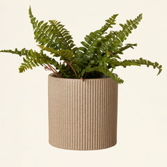 Faux Fern Drop-In