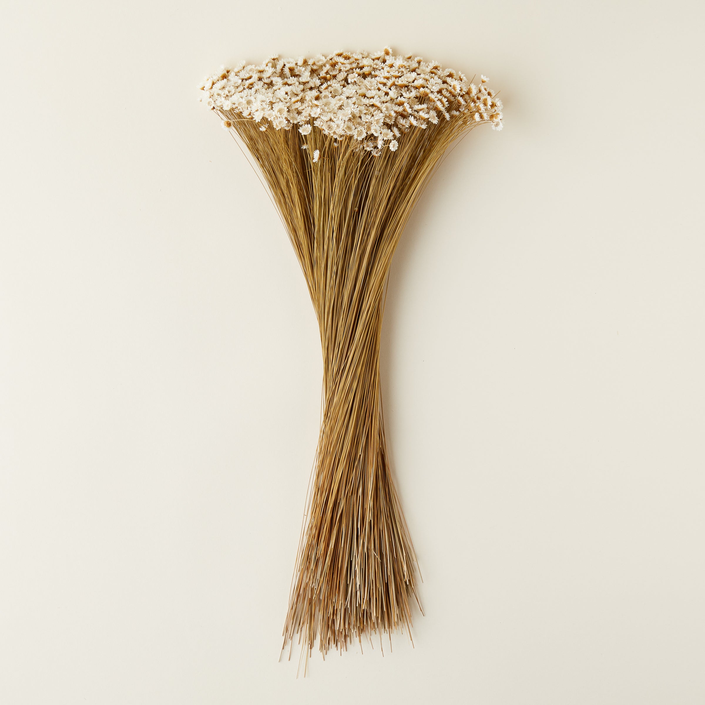 Dried Star Flowers