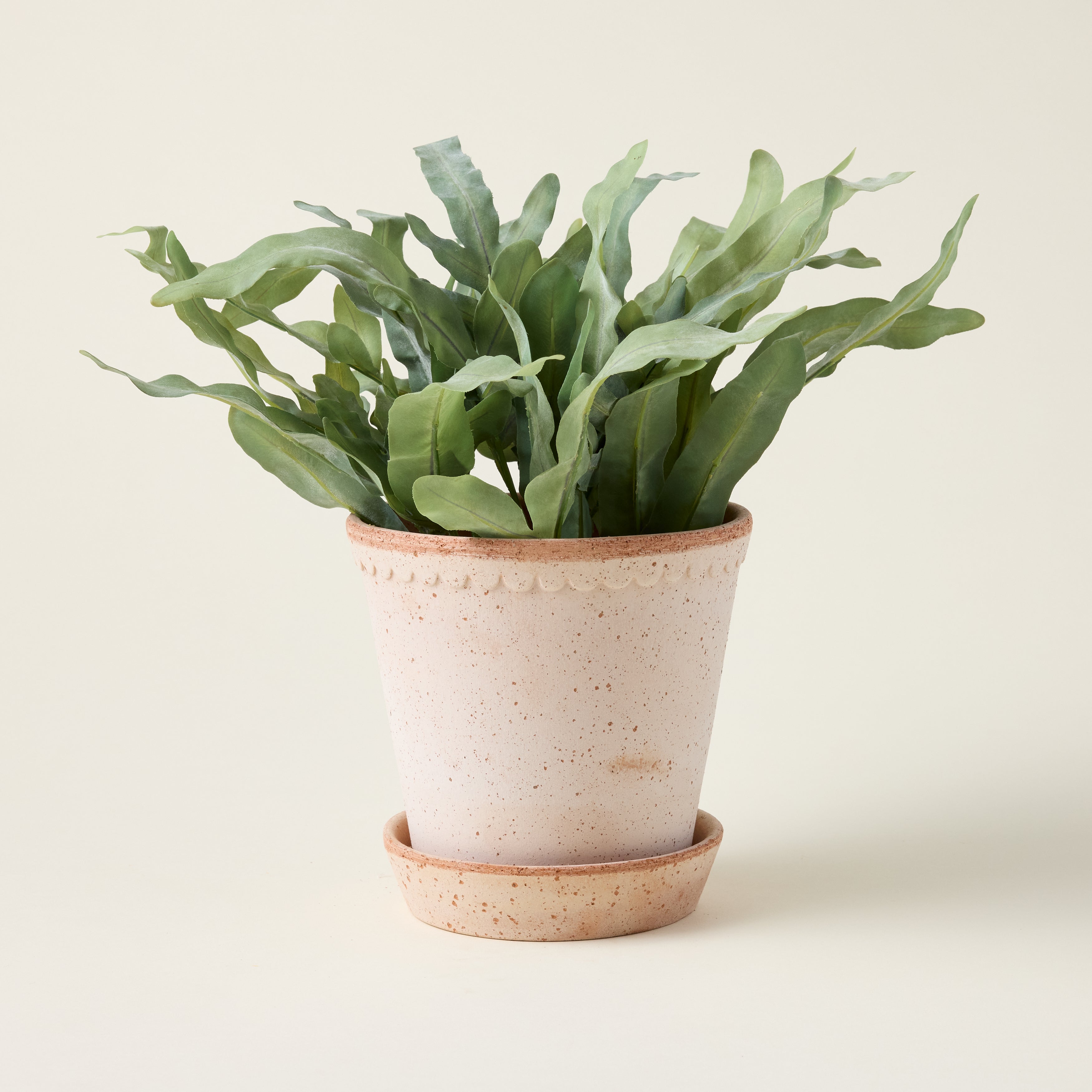 Echeveria Fern Drop-in
