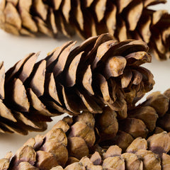 Dried Natural Pinecones