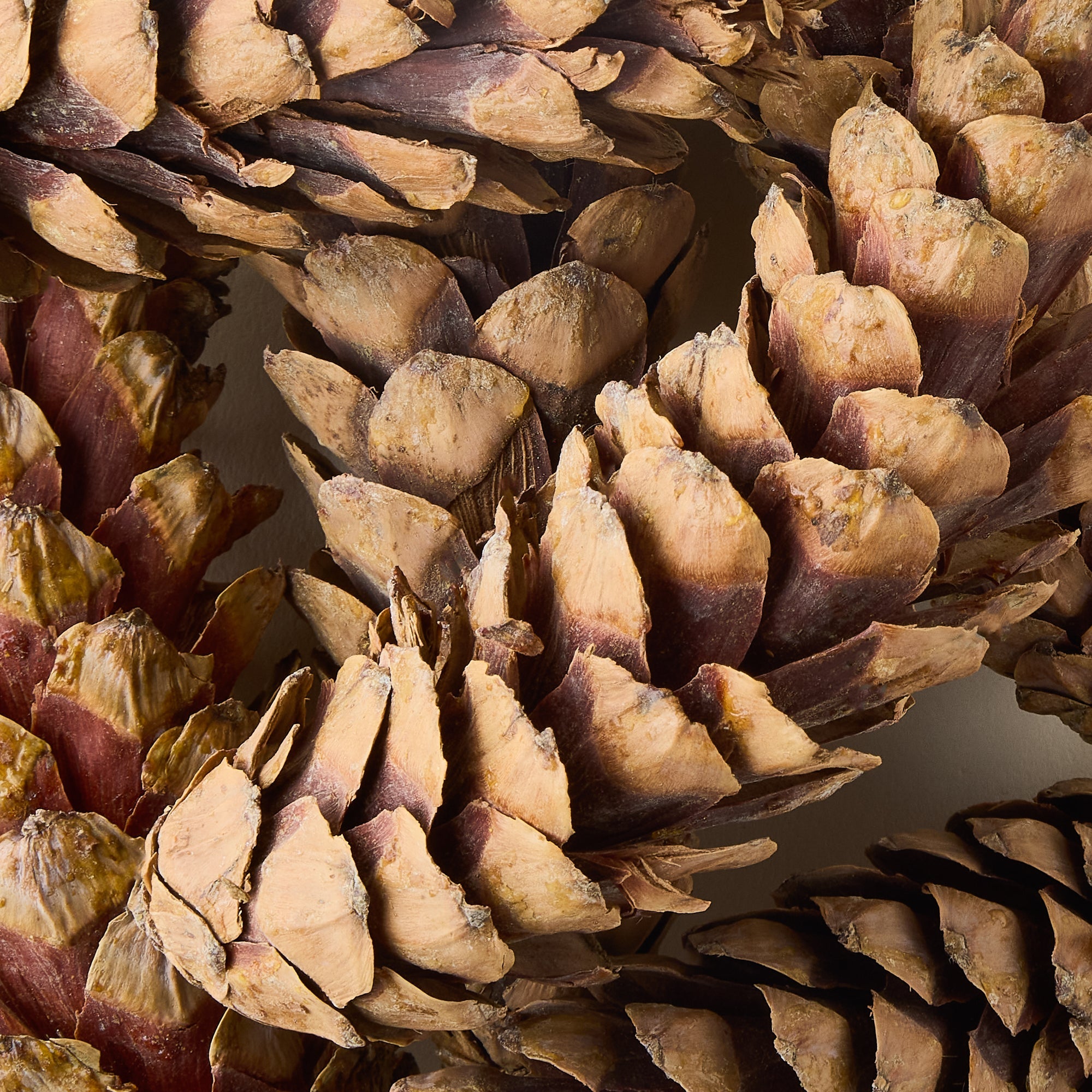 Dried Natural Pinecones
