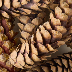 Dried Natural Pinecones